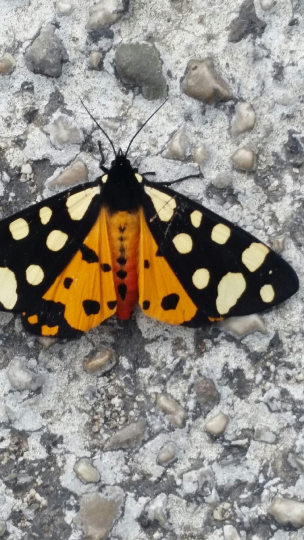 Che farfalla ?  Arctia villica (Erebidae Arctiinae)